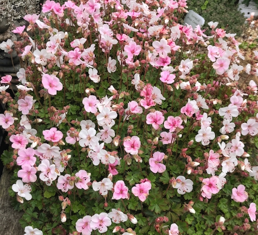 Geranium dalmaticum 'Album' 